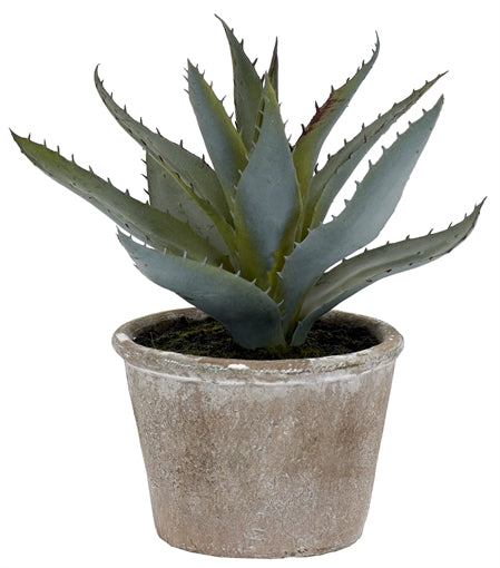 Aloe Vera Succulent