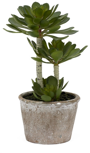 Echeveria Succulent - Large