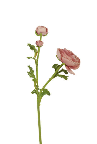 Ranuncula - Warm Pink