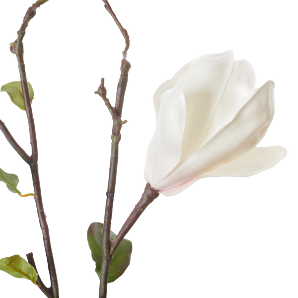 Magnolia Branch White