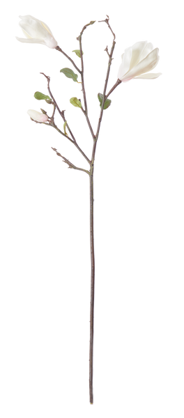 Magnolia Branch White