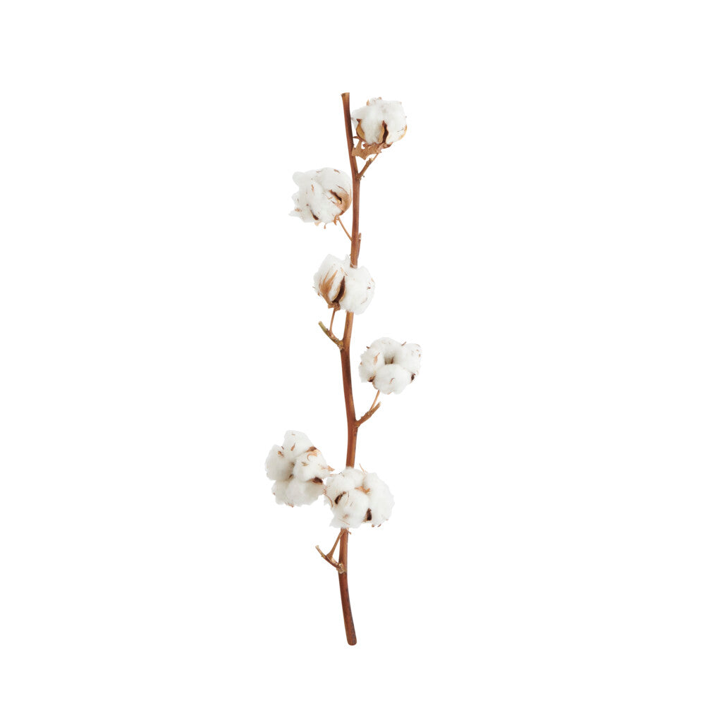 Cotton stems