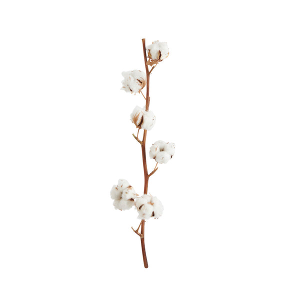 Cotton stems