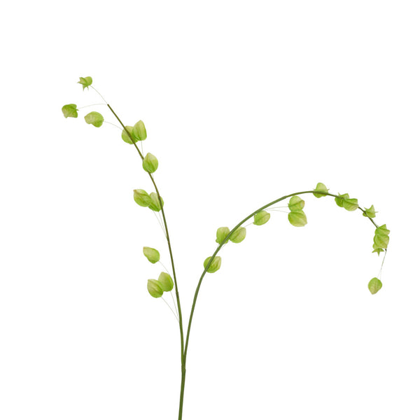 Physalis Spray - Green