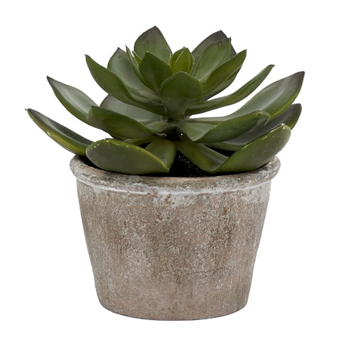 Echeveria Succulent - Medium