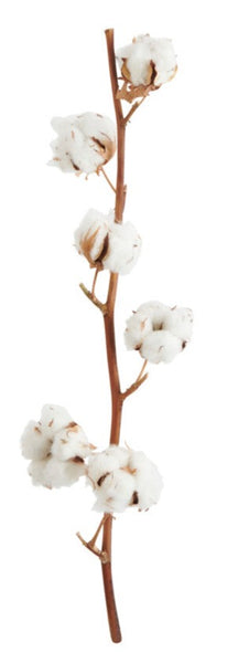 Cotton stems