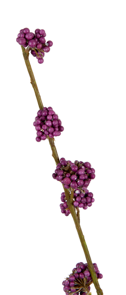 Callicarpa Twig - Burgundy