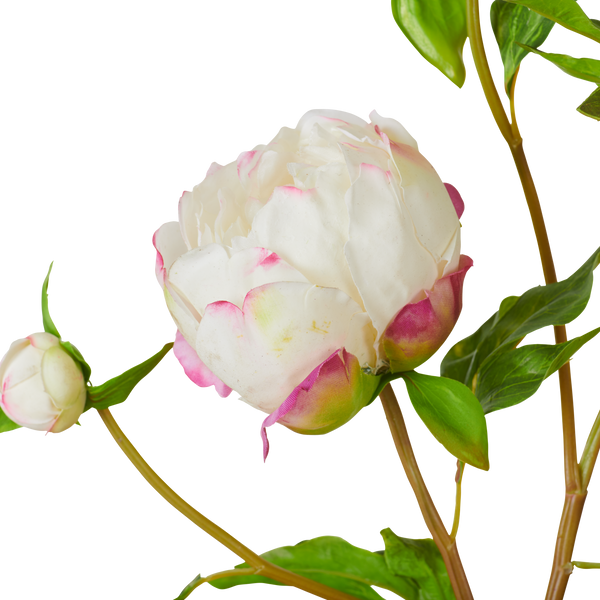 Peony Bundle - Petal Feel - White