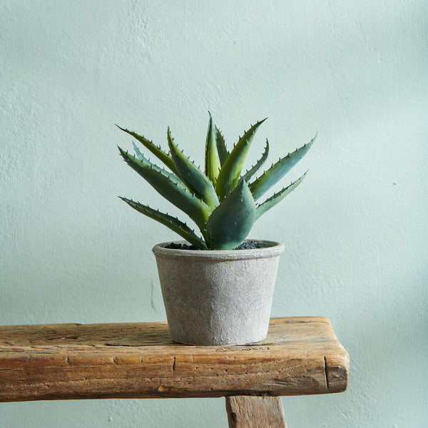 Aloe Vera Succulent