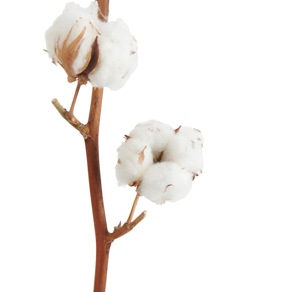 Cotton stems