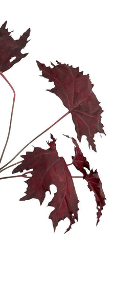 Maple Leaf Twig - Burgundy