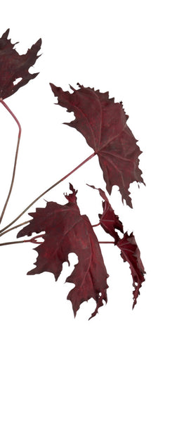 Maple Leaf Twig - Burgundy
