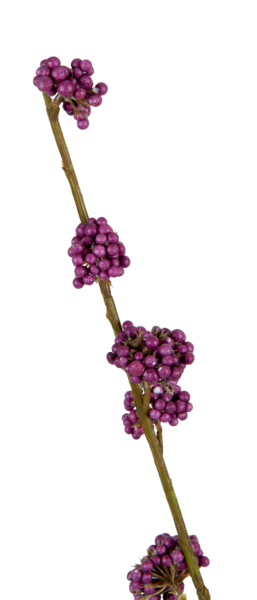 Callicarpa Twig - Burgundy