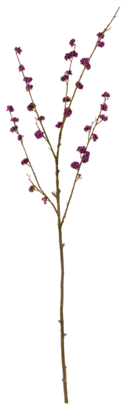 Callicarpa Twig - Burgundy